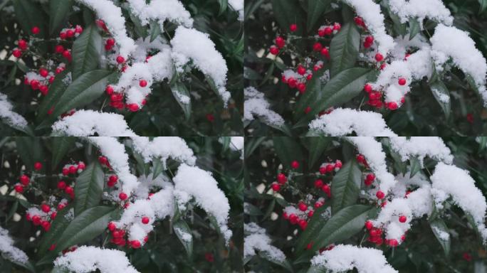 东京市南天连降大雪