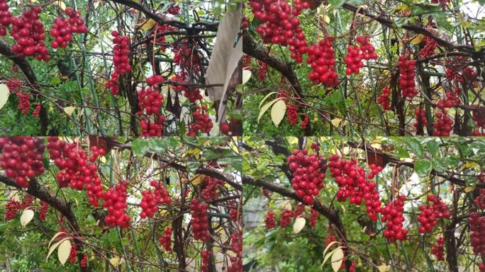 五味子的红色果实，连续生长在树枝上。成熟的五味子簇