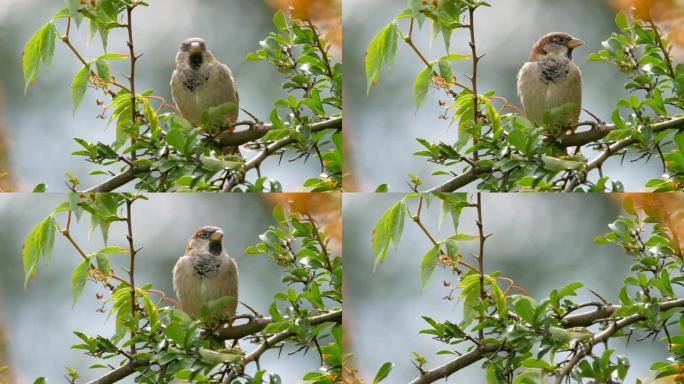 一只普通的麻雀鸟栖息在树枝上的特写镜头