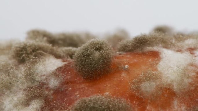 模具极端特写。模具的宏观拍摄。侧视图。霉菌是一种以多细胞细丝形式生长的真菌。侧视图。
