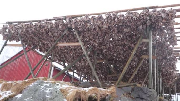 传统干鳕鱼头在木架上，hamn ø y，Lofoten Islands