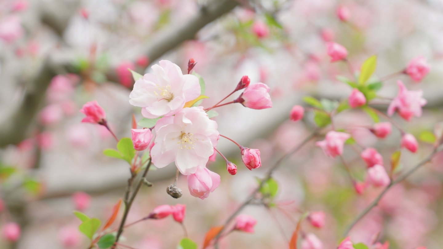 樱花特写（有升格）