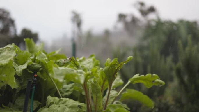 洒水器在花园里喷洒甜菜根作物