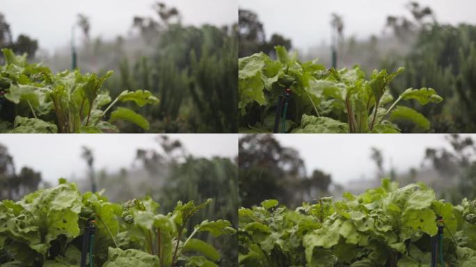 洒水器在花园里喷洒甜菜根作物