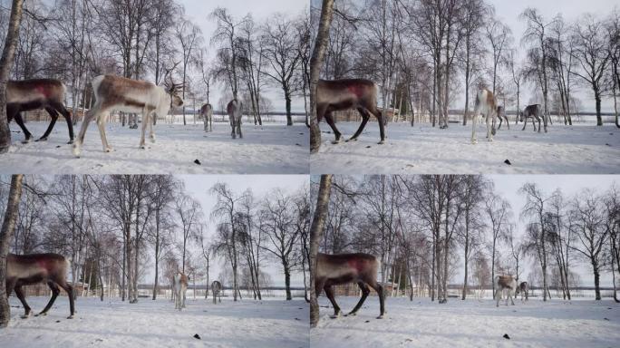 瑞典冬季的驯鹿群