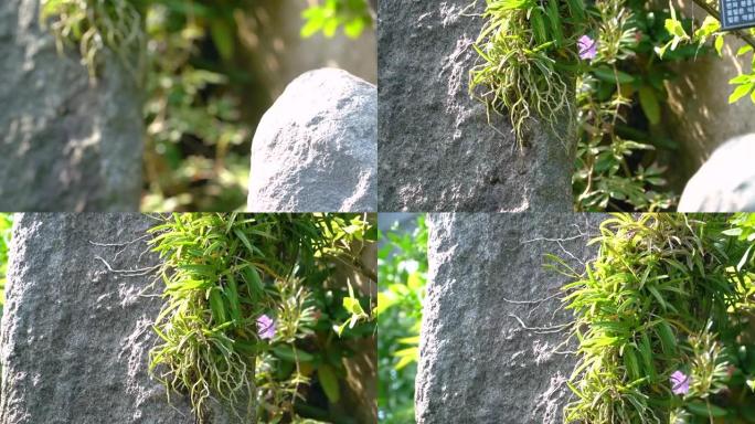 植物园树枝上的兰花草