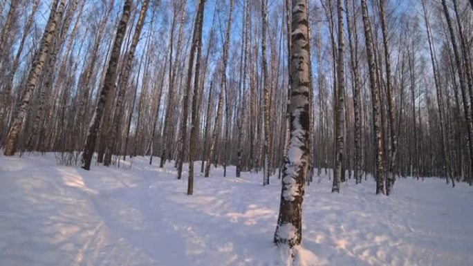 冬季公园中的树木