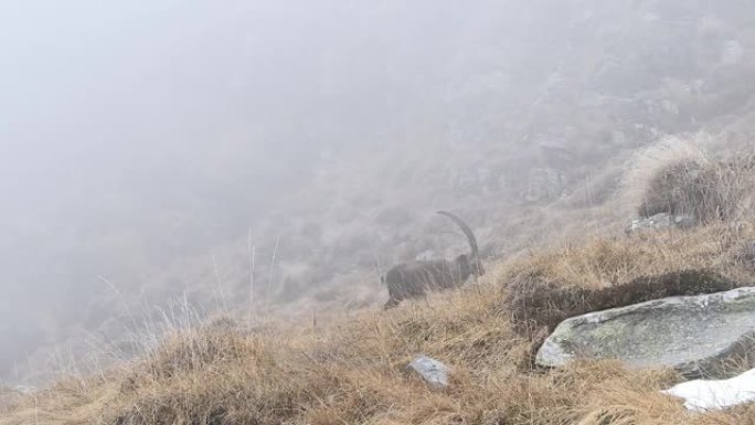 在秋天的季节被雾包裹 (Capra ibex)