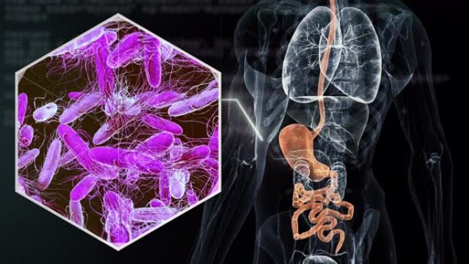 肠道细菌人体模型动画