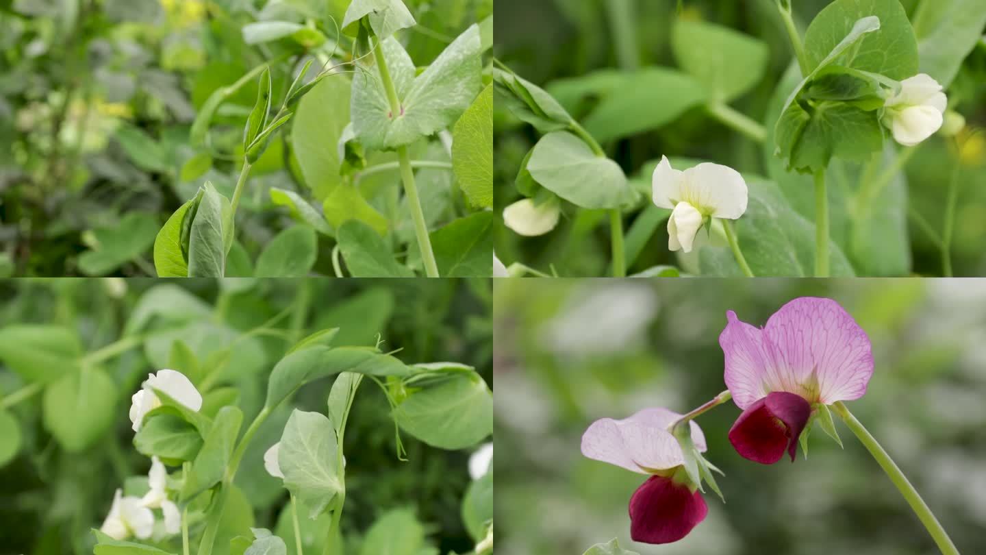 豌豆尖豌豆花食材植物