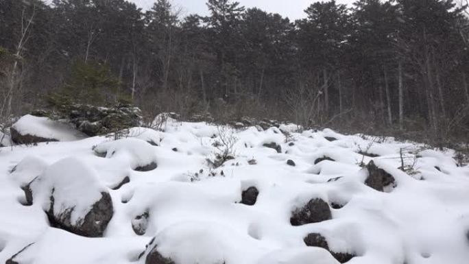 北方鼠兔栖息地的冬季风光