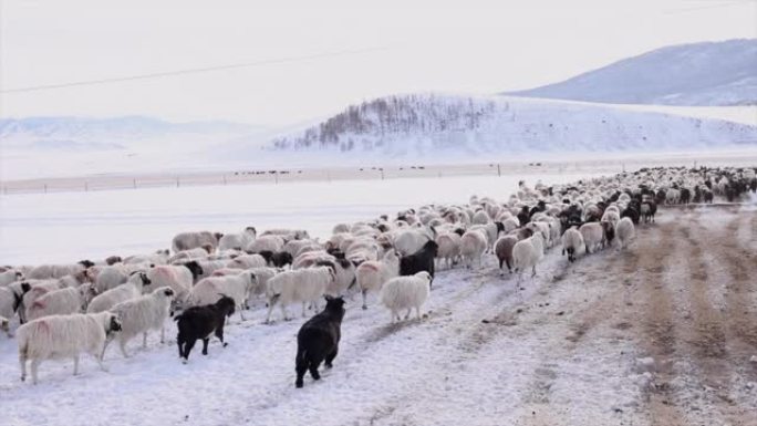 蒙古畜牧业