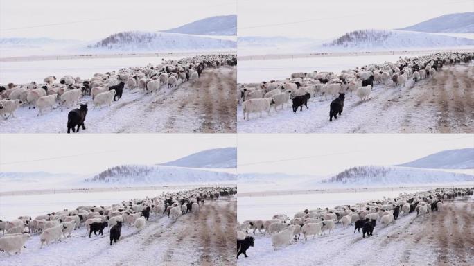 蒙古畜牧业