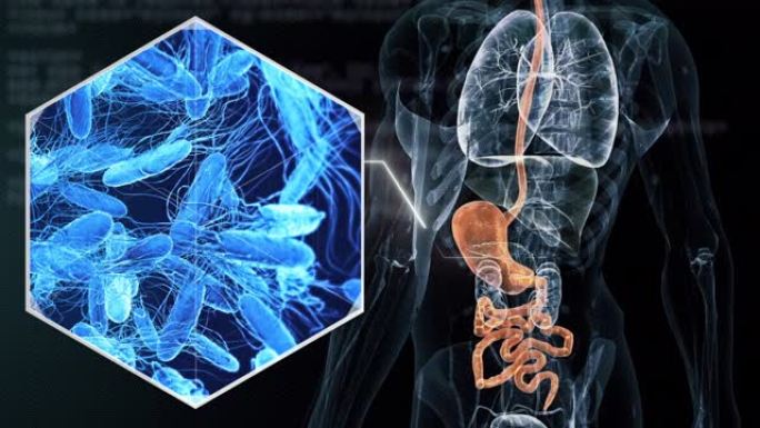 肠道细菌人体模型演示动画