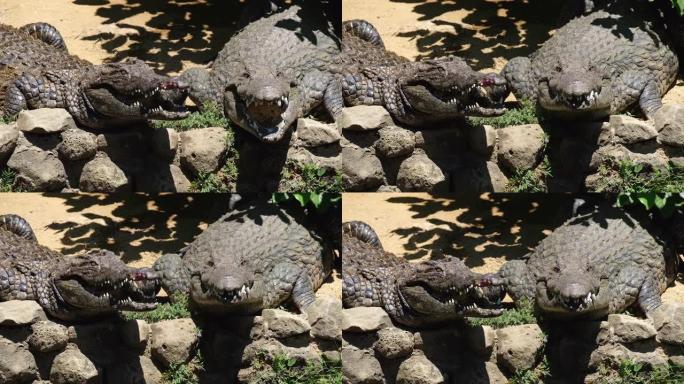 微笑的尼罗河鳄鱼肖像。它们在吃完营养丰富的午餐、擦干牙齿后，会张开下颚。动物在La Vanilla自