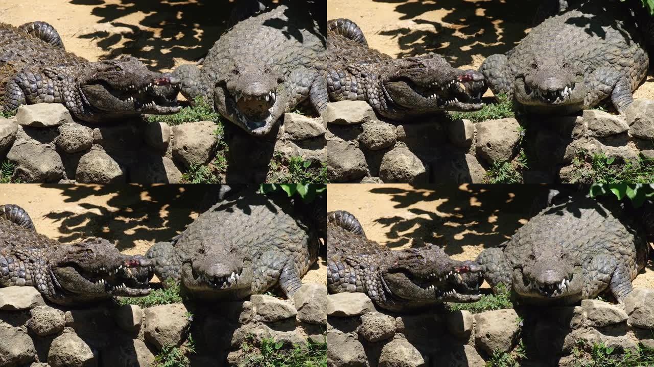 微笑的尼罗河鳄鱼肖像。它们在吃完营养丰富的午餐、擦干牙齿后，会张开下颚。动物在La Vanilla自