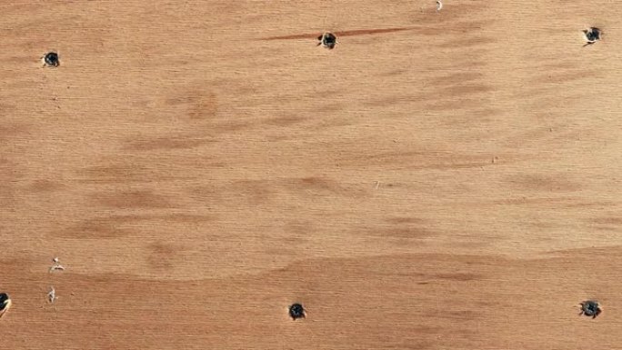 木质船上修复纹理无缝环。胶合板船板，带钉子和螺丝背景。