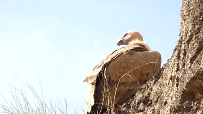 西班牙埃斯特雷马杜拉蒙弗拉格国家公园的野生秃鹰高清。