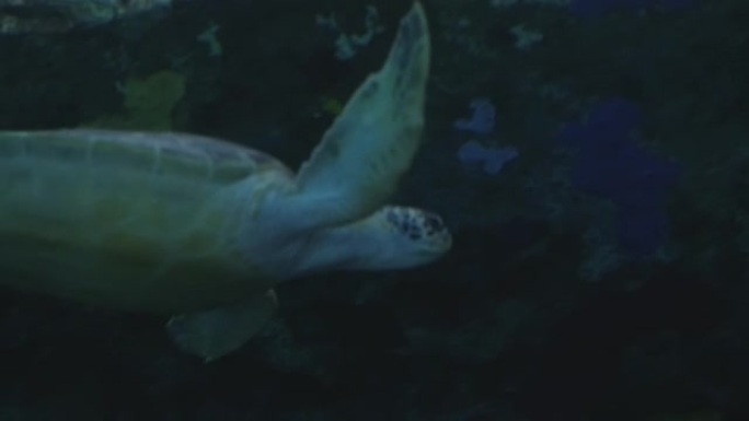 鱼群，乌龟和溜冰鞋在水族馆的蓝色海水中游泳