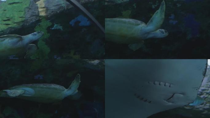 鱼群，乌龟和溜冰鞋在水族馆的蓝色海水中游泳