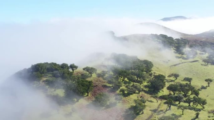 葡萄牙白天雾中马德拉森林的lauriisilva的鸟瞰图