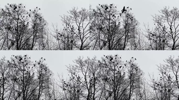 鸟叫坐在森林中裸露的树枝上，对着傍晚的天空。