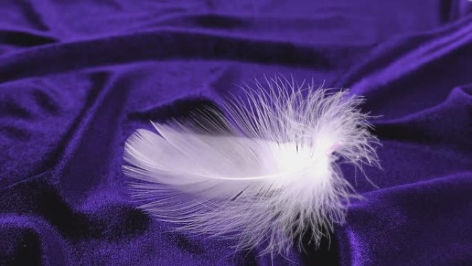 白色的天鹅羽毛落在紫色的天鹅绒上。慢动作。
