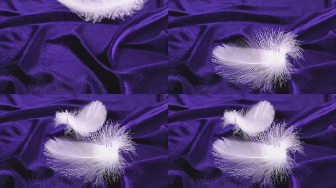 白色的天鹅羽毛落在紫色的天鹅绒上。慢动作。