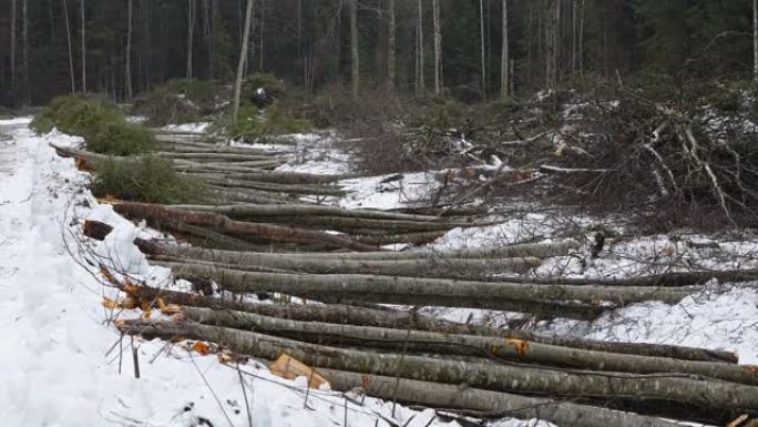 爱沙尼亚的积雪在森林地面上倒下的原木