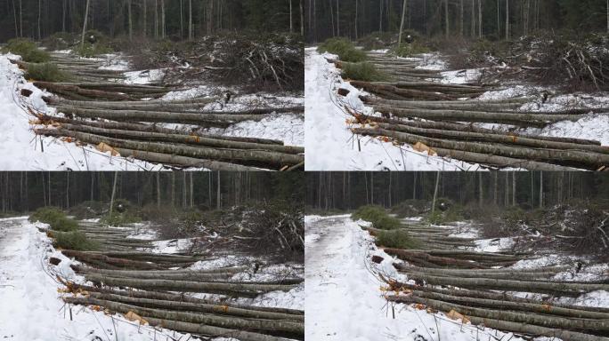 爱沙尼亚的积雪在森林地面上倒下的原木