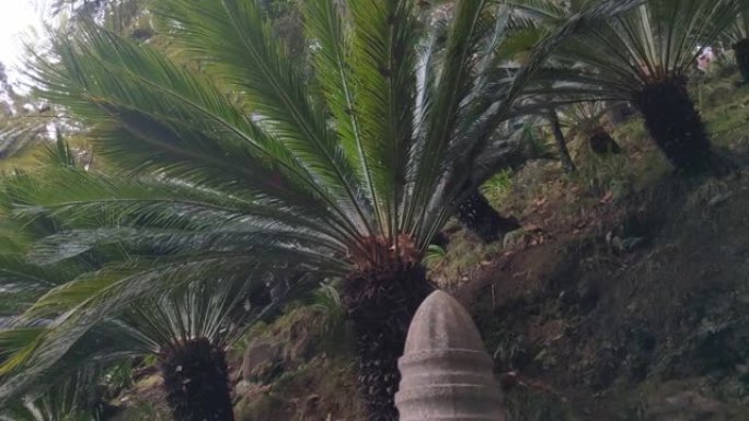 相机在热带花园中沿着绿色棕榈树移动