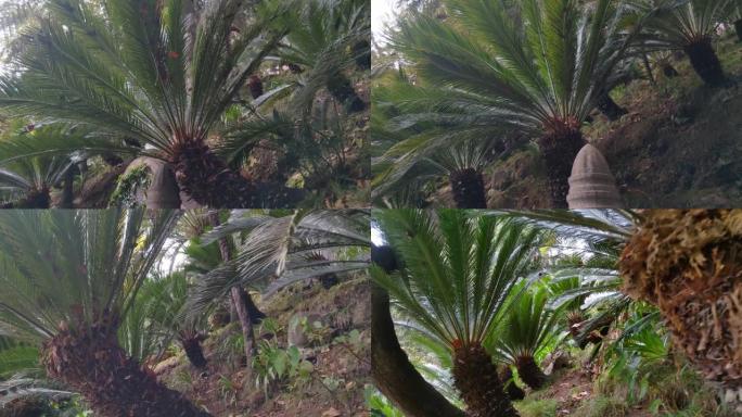 相机在热带花园中沿着绿色棕榈树移动