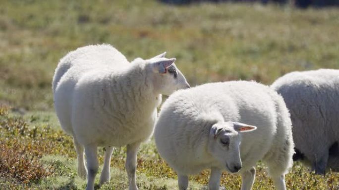 挪威高地牧场上的绵羊