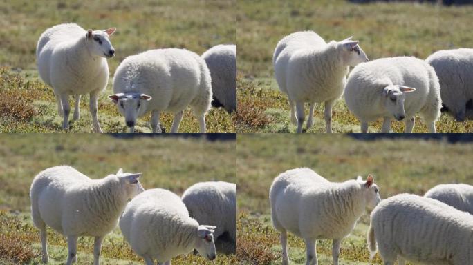 挪威高地牧场上的绵羊