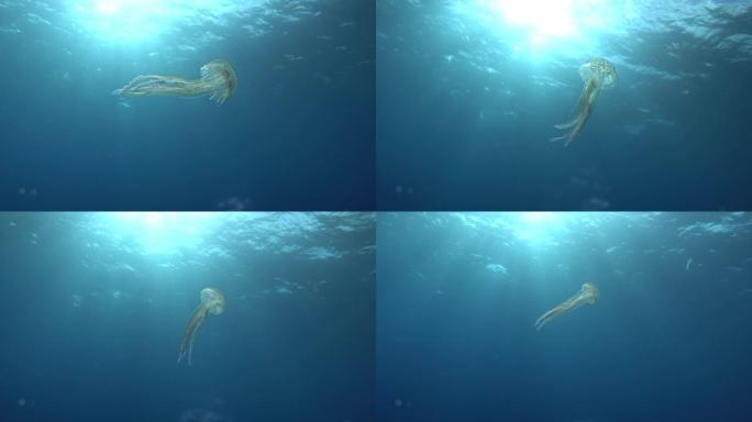 水母上的太阳射线-地中海海洋生物