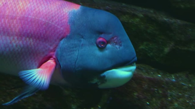 粉红色和蓝色热带鱼的特写
