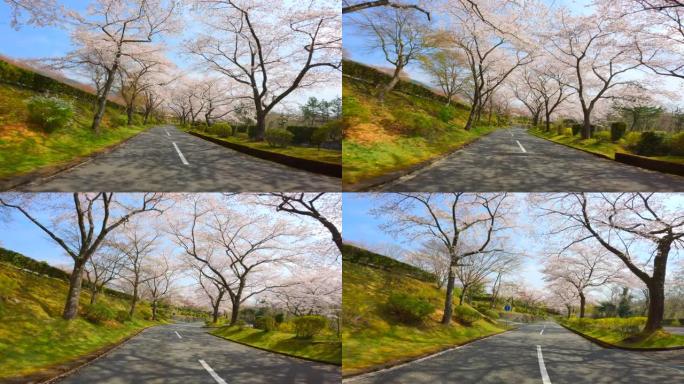 开车穿过一排排盛开的樱桃树。