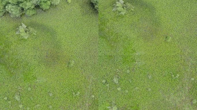无人机飞向覆盖黑山夏季波德戈里西亚斯卡达尔湖的绿色淡紫色和苔藓