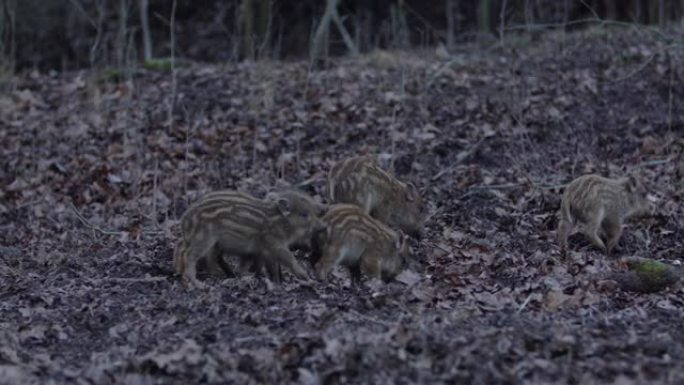 特写年轻的野猪Sus scrofa家族，平静的小猪一起在树林里散步。野生动物行动毛茸茸的动物场景在自