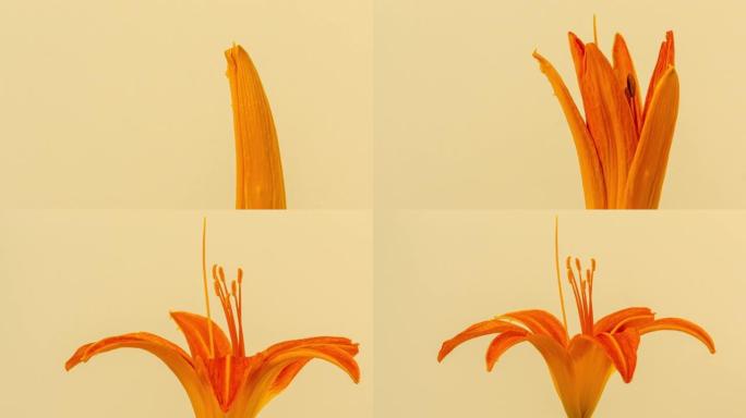 旋转百合花的4k延时开花并在黄色背景上生长。百合盛开的花。摄像机绕着花转。