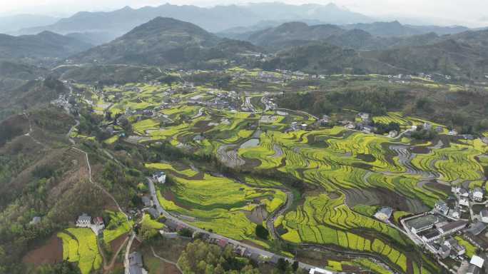 4k高清安康汉阴凤堰古梯田油菜花