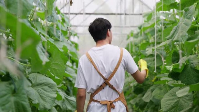 年轻的亚洲男子农民戴着塑料手套走在温室甜瓜农场微笑着检查甜瓜的质量。城市中的农业新鲜有机农场和种植。