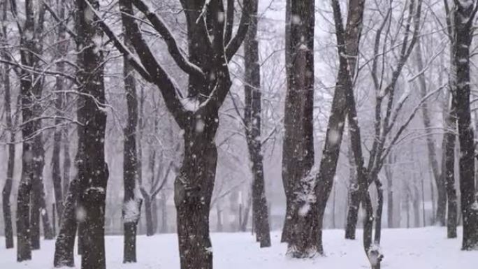 公园里的大雪雪林雪景冰天冰山