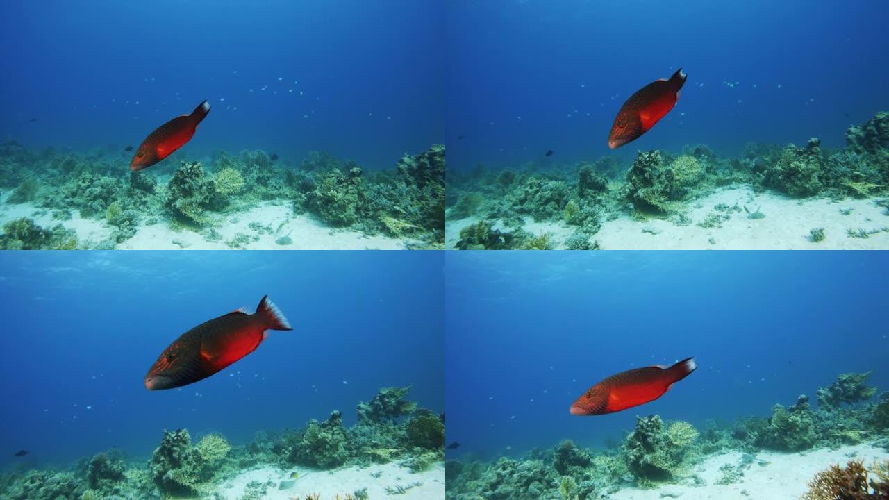 脸颊衬里的濑鱼在水下游泳，侧视图跟踪镜头，慢动作