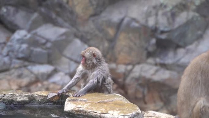 好奇的雪猴宝宝在日本地高谷猴园看温泉