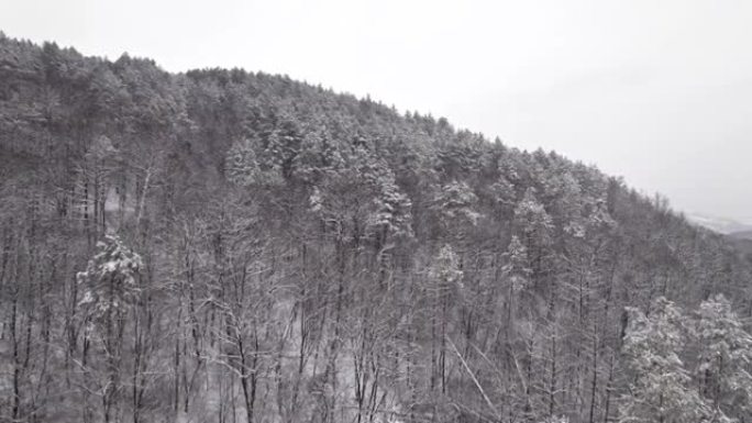 山地冬季森林上空的空中无人机视图。白雪覆盖的树木。奇妙的早晨，平静的背景，放松，地球之美，自然概念