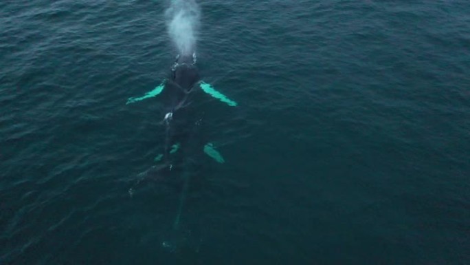 冬季，座头鲸在挪威北极圈的深蓝色寒冷水域一起游泳