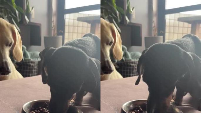 另一只狗在看狗时吃东西