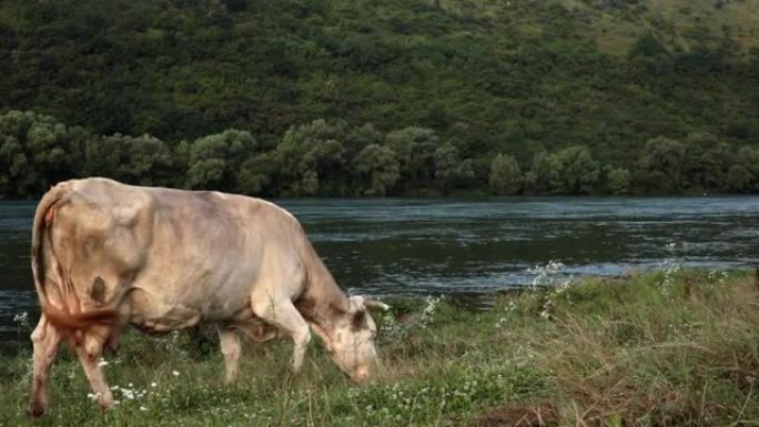 白牛，大乳房在河岸上放牧，吃草和野花