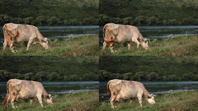 白牛，大乳房在河岸上放牧，吃草和野花